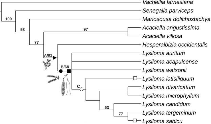 Results of parsimony analysis of the genus Lysiloma Benth. based on morphology (value below the node, bootstrap support, simbols: A, clade Hesperalbizia and Lysiloma; B, clade Lysiloma; C, species with inflorescence racemose; black triangle (u), synapomorphy: stipule developed, black circle (˜) and black square (&cent;): synapomorphies for inflorescence racemose and pod craspedial; white circle (&trade;): inflorescence capitate (reversion), and white square (&pound;): pod indehiscent (reversion).