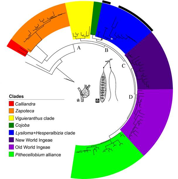 Results of Bayesian analysis of the genus Lysiloma Benth. based on a large molecular matrix of DNA-ETS (Clade A: core Ingeae, including Acacia Mill. clade B: clade A- clade Calliandra, and Zapoteca; clade C: Cojoba, sister group of Lysiloma and Hesperalbizia, and Ingeae p.p. including Acacia, Clade D: New World Ingeae p.p., Old World Ingeae and Acacia, and Pithecellobium alliance. Important synapomorphies: stipule developed for Lysiloma + Hesperalbizia, and pod craspedial for Lysiloma.