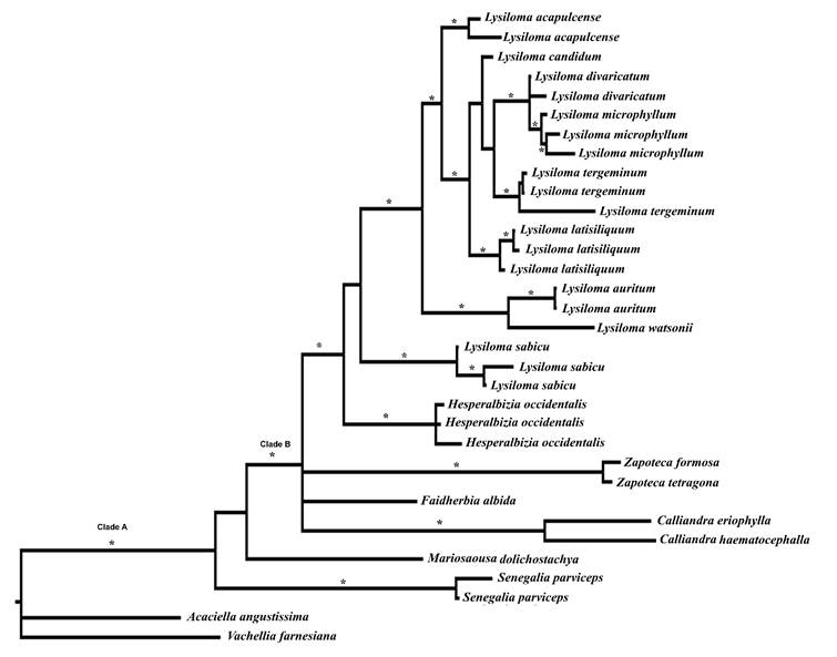 Results of total Bayesian analysis the genus Lysiloma Benth. (morphology, ETS, matK and trnK). * PP> 95 %.