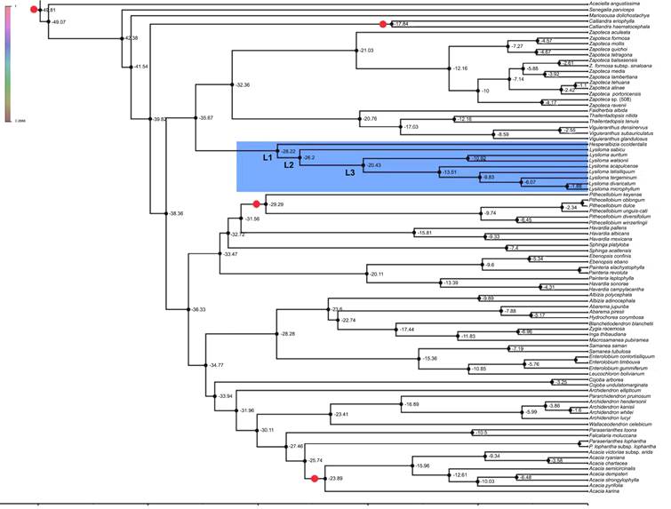 Chronogram of Lysiloma, and Hesperalbizia and other related taxa from the tribe Acacieae and Ingeae (Caesalpinioideae) based on ETS data. Divergence times are shown using the computer program BEAST v. 1.10. The calibration nodes 1 (28.4 myr), and 2 (16 myr), are marked by dots based on the fossil records. The root of the tree was set to no more than 45 myr.