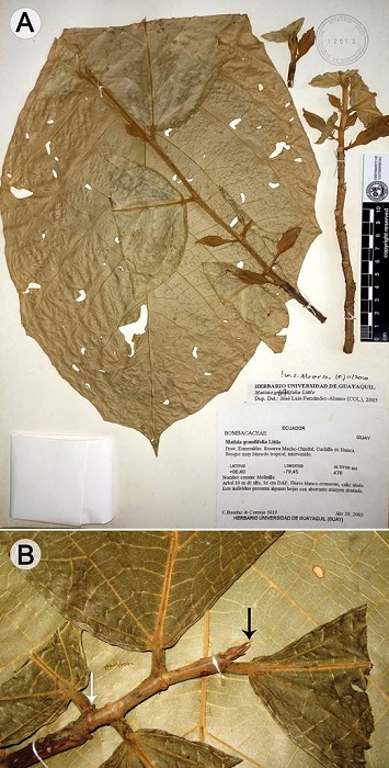Quararibea calycoptera Fern.Alonso & Cornejo. A. sección de una rama terminal (C. Bonifaz y X. Cornejo 5019, GUAY12052); B. detalle de la rama terminal con las cicatrices estipulares (flecha blanca), la yema terminal con catáfilos (flecha negra) y la base inequilátera de las láminas (X. Cornejo y C. Bonifaz 6469, COL 458361).