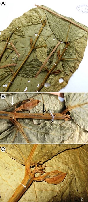 Quararibea calycoptera Fern.Alonso & Cornejo. A y B. detalle de los pedicelos florales con bractéolas distantes y falcadas (flecha blanca) y de las perforaciones de los entrenudos huecos (flecha negra), debidas a hormigas asociadas (C. Bonifaz y X. Cornejo 5019, COL 508075); C. detalle de un botón floral opuesto a la hoja y el eje terminal de crecimiento con estípulas jóvenes. (C. Bonifaz y X. Cornejo 5019, COL 409634).