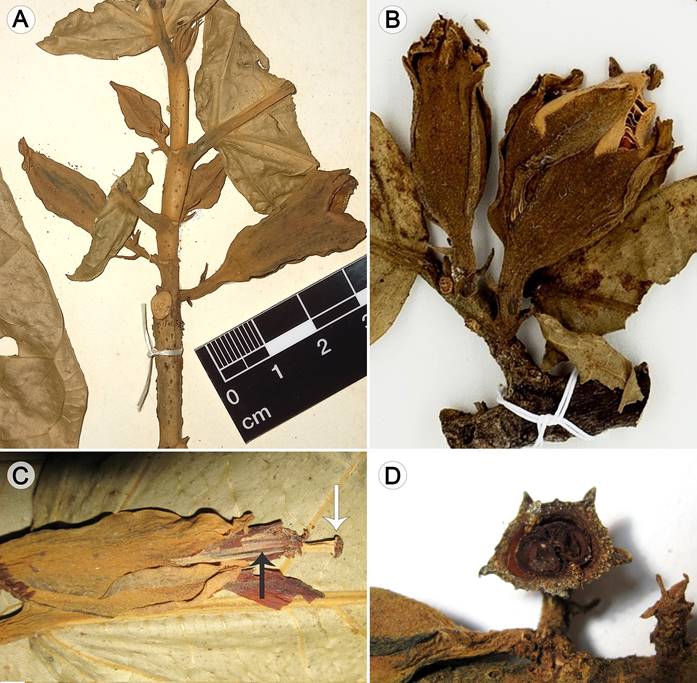 Quararibea calycoptera Fern.Alonso & Cornejo. A. rama terminal mostrando botones florales y un cáliz maduro anchamente tubular-campanulado; B. detalle de un fruto parcialmente recubierto por el cáliz persistente alado y rasgado; C. detalle de una flor vista lateralmente con la porción distal de la columna estaminal (flecha negra) y del estilo-estigma (flecha blanca) que la sobrepasa ligeramente; D. corte transversal de un botón floral (visto en aumento con lupa binocular) mostrando las cinco alas principales en el cáliz, dos carpelos fértiles y restos de otros dos, no desarrollados en el ovario. Fotografías: A y C, C. Bonifaz y X. Cornejo 5019 (A, del holotipo GUAY 12052; C, del isotipo COL 492634); B, J. L. Clark y C. Watt 819 (NY 2609208); D, W. Palacios 13642 (COL 453664).