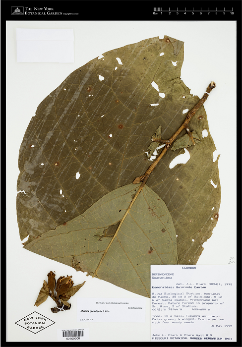 Quararibea calycoptera Fern.Alonso & Cornejo. Espécimen J. L. Clark y C. Watt 819 (NY 2609208), árbol de 10 m, con frutos, proveniente de la Estación Biológica Bilsa, Quinindé, Esmeraldas, Ecuador.