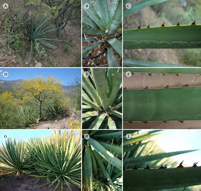 Características morfológicas generales de Agave angustifolia Haw. en los diferentes sitios de muestreo en Sonora, México. A-C. Rancho El Tepúa; D-F. Rancho La Vinorama; G-I. Rancho El Básura.