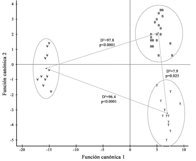 Agrupamiento de individuos de Agave angustifolia Haw. mediante dos funciones canónicas discriminantes y distancia de Mahalanobis (D2) entre los valores centrales de cada población estudiada en Sonora, México, V: La Vinorama, municipio Huásabas; B: El Básura, municipio Moctezuma; T: El Tepúa, municipio Aconchi.