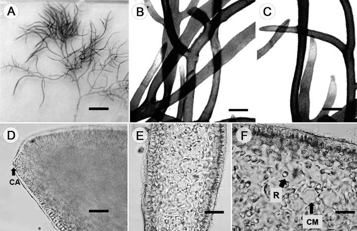 Caracter&iacute;sticas vegetativas de Gelidium americanum (W.R. Taylor) Santelices. A. talo completo, N. Quiroz CA280 (UJAT); B-C. detalle del talo. D. c&eacute;lula apical (CA). Escala = 100 &micro;m. E. secci&oacute;n transversal. F. secci&oacute;n transversal, con c&eacute;lulas medulares indicadas (CM) y rizinas (R). Escalas; A = 0.2 mm; B = 100 &micro;m; C = 100 &micro;m; D = 100 &micro;m; E = 40 &micro;m; F = 25 &micro;m. 
