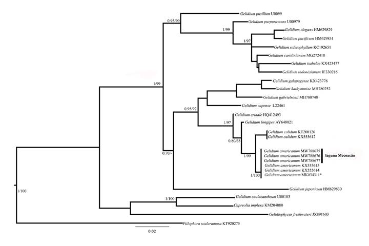 &Aacute;rbol consenso inferido a partir de secuencias de rbcL para Gelidium J.V. Lamouroux. Los valores de probabilidad posterior y bootstrap se muestran en las ramas. *Holotipo de G. americanum (W.R. Taylor) Santelices.
