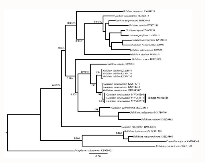 &Aacute;rbol consenso inferido a partir de secuencias de COI-5P para Gelidium J.V. Lamouroux. Los valores de probabilidad posterior y bootstrap se muestran en las ramas. *Holotipo de G. americanum (W.R. Taylor) Santelices.