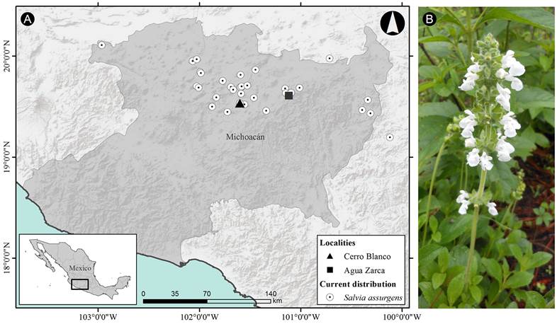 A. distribution of Salvia assurgens Kunth; B. inflorescence of S. assurgens showing its characteristic white flowers on the Cerro Blanco, P&aacute;tzcuaro, Michoac&aacute;n, Mexico. Map: Cultid-Medina, C. A. (2020). Photo: Cultid-Medina, C. A. (2019).