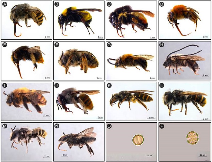 Lateral view of bee species recorded as diurnal floral visitors of Salvia assurgens Kunth: A. Anthophora marginata Smith; B. Bombus pennsylvanicus sonorus Say; C. Bombus ephippiatus Say; D. Deltoptila aff. fulva Smith; E. Deltoptila aurulentocaudata Dours; F. Melissodes (Tachymelissodes) LaBerge sp. 1; G. Thygater aethiops Smith; H. Thygater cockerelli Crawford; I. Thygater rubricata Smith; J. Xylocopa tabaniformis azteca Cresson; K. Lasioglossum pharum Vachal; L. Megachile (Chelostomoides) Robertson sp. 1; M. Megachile zapoteca Cresson; N. Megachile toluca Cresson. Pollen of Salvia assurgens Kunth: O. equatorial view; P. polar view. Not included are photos of Apis mellifera Linnaeus, Ceratina sp. 1, and Megachile (Moureapis) Raw sp. 1. Wild bees photos: Rivera-Gasper&iacute;n, S., P. Gonz&aacute;lez-Vanegas and A. Arriaga-Jim&eacute;nez (2019); Pollen photos: Castro, M. (2020).