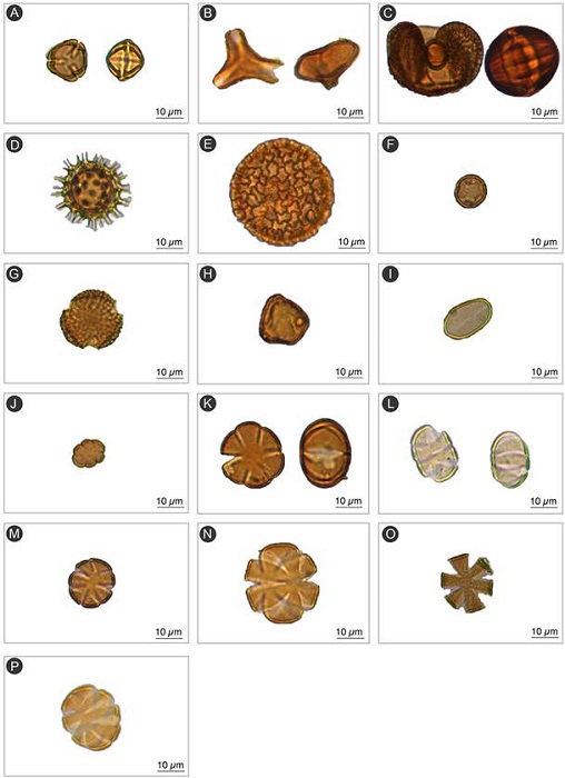 Light microscope micrographs of different taxa pollen grains. A-C and K-L, polar and equatorial views; D-J and M-P, polar view. A. Caesalpinioideae (Leguminosae); B. Psittacanthinae (Loranthaceae); C. Pinus sp. (Pinaceae); D. Convolvulaceae or Malvaceae; E. Nyctaginaceae; F. Campanulaceae; G. Acanthaceae; H. Onagraceae; I. Dioscoreales; J. Salvia sp. 1 (Lamiaceae); K. Nepetoideae (Lamiaceae); L. Salvia sp. 2 (Lamiaceae); M. Salvia sp. 3 (Lamiaceae); N. Salvia sp. 4 (Lamiaceae); O. Salvia sp. 5 (Lamiaceae); P. Salvia sp. 6 (Lamiaceae). Photos: Castro, M. (2019-2020).