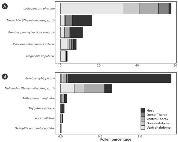 Pollen percentage of Salvia assurgens Kunth per bee species and sampled body area. Bee species: A. with a total pollen load >2% of S. assurgens; B. with a total pollen load <2% of S. assurgens.