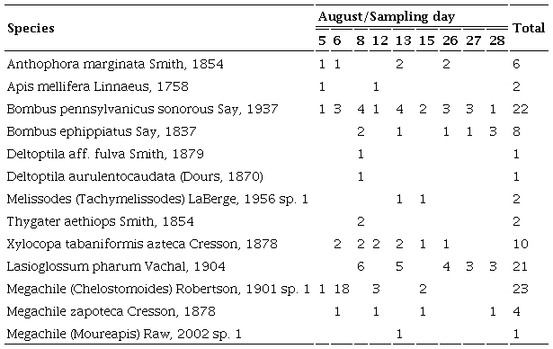 Number of individuals collected per bee species on Salvia assurgens Kunth on the Cerro Blanco, P&aacute;tzcuaro, Michoac&aacute;n, Mexico, showing the capture per sampling day (August, 2019). For social species (Apis mellifera Linnaeus 1758, and Bombus spp.), the number of individuals is included as a measure of incidence but not abundance.