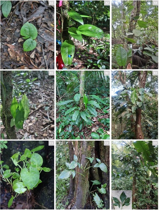 Ejemplos de tama&ntilde;os considerados para crear las tres clases ontog&eacute;nicas en la Estaci&oacute;n de Biolog&iacute;a Tropical &ldquo;Los Tuxtlas&rdquo;, Veracruz, M&eacute;xico. A. Anthurium flexile subsp. flexile (J.F. Macbr.) Croat & R.A. Baker; B. Rhodospatha wendlandii Schott; C. Syngonium podophyllum Schott. Los n&uacute;meros 1, 2, 3, se refieren a las clases ontog&eacute;nicas utilizadas. Fotograf&iacute;as: A. P. Bautista-Bello.