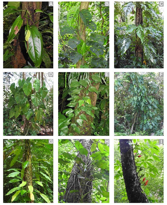 Vistas de algunas especies de ar&aacute;ceas trepadoras de Veracruz, M&eacute;xico. A. Anthurium flexile subsp. flexile (J.F. Macbr.) Croat & R.A. Baker; B. Monstera acuminata K. Koch; C. Monstera lechleriana Schott (= M. egregia Schott); D. Philodendron advena Schott; E. Philodendron hederaceum Kunth; F. Philodendron sagittifolium Liebm.; G. Rhodospatha wendlandii Schott; H. Syngonium chiapense Matuda; I. Syngonium podophyllum Schott. Fotograf&iacute;as: T. Kr&ouml;mer.