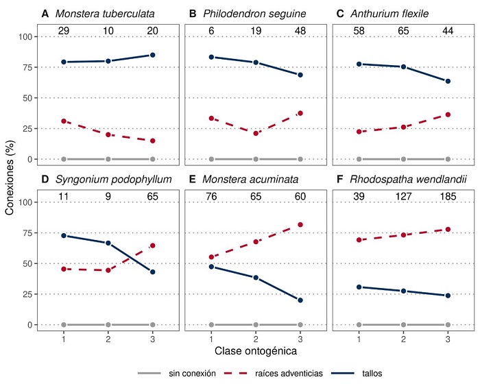 Cambios ontog&eacute;nicos en el porcentaje de plantas con conexi&oacute;n por tallo, conexi&oacute;n por ra&iacute;ces o sin conexi&oacute;n (= ocurrencia de ep&iacute;fitas) con el suelo en seis especies de Araceae, presentes en la Estaci&oacute;n de Biolog&iacute;a Tropical &ldquo;Los Tuxtlas&rdquo;, Veracruz, M&eacute;xico. La suma de los porcentajes de conexiones por ra&iacute;ces y tallos puede exceder 100%, ya que algunos individuos presentaron ambas conexiones.