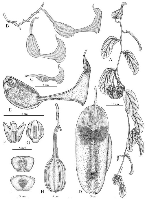 Aristolochia quiricoana J.E. Jim&eacute;nez, M.A. Blanco & M. Cede&ntilde;o. A. habit showing a mature fruit, note semicircular or teardrop-shaped leaf blade sinuses; B. cymose inflorescence, with a flower in lateral view; C. flower buds; D. flower limb in frontal view; E. longitudinal section of flower; F. gynostemium in female phase (with the stigmatic surface exposed and anthers closed); G. gynostemium in male phase (with stigma closed and anthers dehisced); H. capsule before dehiscence; I. seeds. Drawings by Mar&iacute;a Fernanda Cordero Pagoga after specimen vouchered by J. E. Jim&eacute;nez et al. 5482 (USJ).