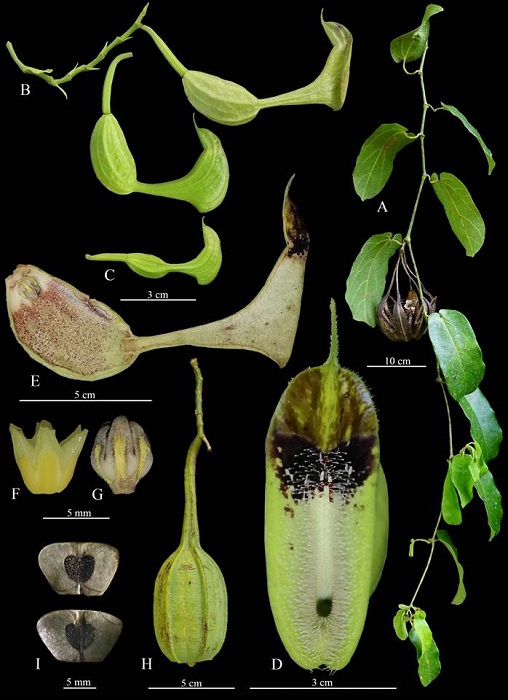 Aristolochia quiricoana J.E. Jim&eacute;nez, M.A. Blanco & M. Cede&ntilde;o. A. habit showing a mature fruit, note semicircular or teardrop-shaped leaf blade sinuses; B. cymose inflorescences, with a flower in lateral view; C. flower buds; D. flower limb in frontal view; E. longitudinal section of flower; F. gynostemium in female phase (with the stigmatic surface exposed and anthers closed); G. gynostemium in male phase (with stigma closed and anthers dehisced); H. capsule before dehiscence; I. seeds. Photographs after specimen vouchered by J. E. Jim&eacute;nez et al. 5482 (USJ).
