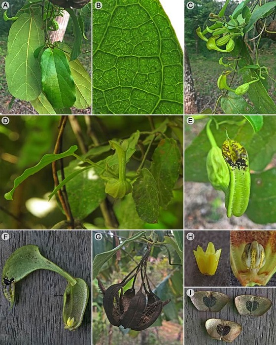 Aristolochia quiricoana J.E. Jim&eacute;nez, M.A. Blanco & M. Cede&ntilde;o. A. shoot segment with leaves; B. detail of abaxial leaf surface showing pellucid gland-dots; C. inflorescences and flowers in lateral view; D. branch and flower in frontal view; E. flower limb in frontal view; F. longitudinal section of flower; G. mature fruit; H. gynostemium in female phase (left) and male phase (right); I. seeds. Photographs based on living plants vouchered by J. E. Jim&eacute;nez et al. 5482 (USJ).