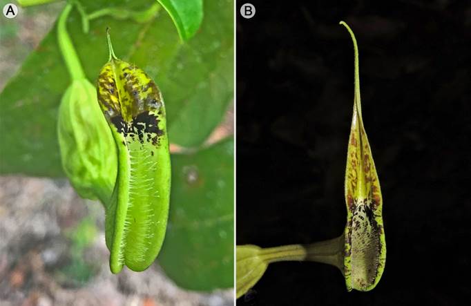 A. flower of Aristolochia quiricoana J.E. Jim&eacute;nez, M.A. Blanco & M. Cede&ntilde;o, plant vouchered by J. E. Jim&eacute;nez et al. 5482 (USJ); B. flower of A. ornithorhyncha J.E. Jim&eacute;nez, M.A. Blanco & Aguilar, plant vouchered by R. Aguilar 15430 (USJ).