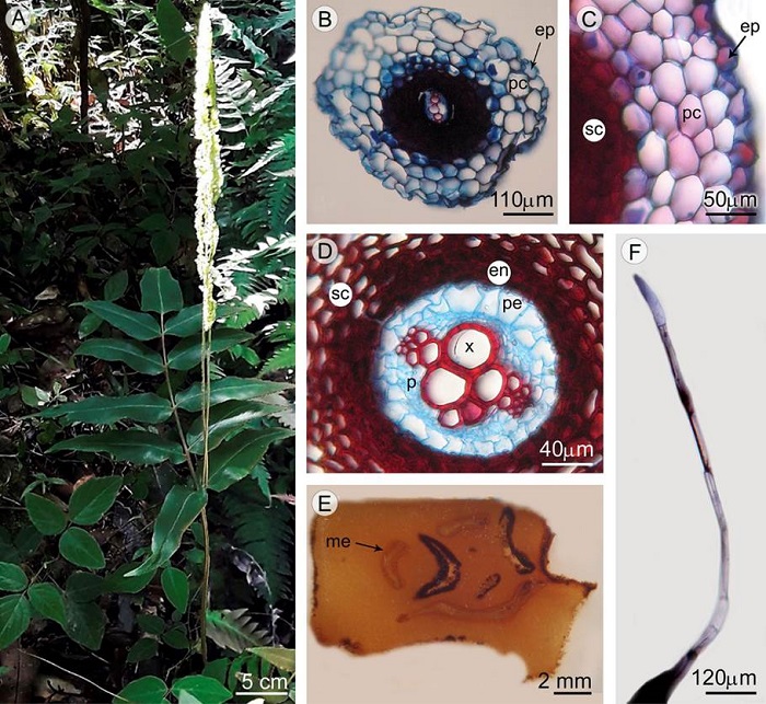 Root and rhizome anatomy of Anemia phyllitidis (L.) Sw. var. phyllitidis. A. appearance of the sporophyte; B-D. root, transverse section; B. appearance of the primary root; C. detail of epidermis and cortex; D. detail of lignified cortex and diarch stele; E. rhizome, transverse section; F. multicellular uniseriate glandular trichome of rhizome. Abbreviations: en=endodermis; ep=epidermis; me=meristele; p=phloem; pc=parenchymatous cortex; pe=pericycle; sc=sclerenchyma; x=xylem.
