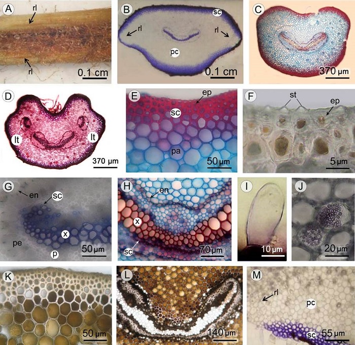 Petiole of Anemia phyllitidis (L.) Sw. var. phyllitidis. A. basal petiole showing two respiratory lines. B-H. cross section; B. basal region with two lateral respiratory lines (arrows); C. middle region; D. apical region; E, F. epidermis with conical stegmata; G, H. vascular bundles; I. uni- or bicellular foot and unicellular head glandular trichome; J. starch grains inside cortical parenchyma cells; K, L. phenolic compounds in parenchyma; M. detail of sclerenchymatic tissue interruption in respiratory line. Abbreviations: en=endodermis; ep=epidermis; lt= leaf trace; p=phloem; pa=parenchyma; pe=pericycle; pc=parenchymatous cortex; rl=respiratory line; sc=sclerenchyma; st=stegmata; x=xylem.