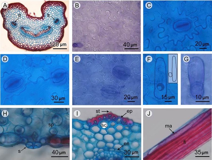 Rachis and sterile pinnae of Anemia phyllitidis (L.) Sw. var. phyllitidis. A. rachis showing two leaf traces (arrows); B. surface view of abaxial epidermis; C. pericytic stomata; D. anomocytic stomata; E. desmocytic stomata; F. naviculate glandular trichome; G. unicellular glandular trichome; H. detail of stomata raised above the epidermal cells; I. transverse section of sterile pinna showing epidermis with conical stegmata and cells with lignified walls; J. sterile pinna, longitudinal section of midvein showing macrosclereids and subepidermal fibers. Abbreviations: en=endodermis; ep=epidermis; fi=fibers; lt=leaf trace; ma=macrosclereid; s=stomata; sc=sclerenchyma; sp= spongy parenchyma; st=stegmata.