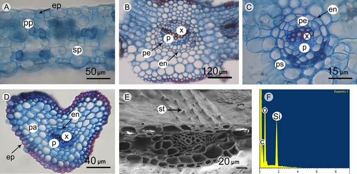 Sterile and fertile pinnae of Anemia phyllitidis (L.) Sw. var. phyllitidis. A-E. transverse section. A-C, E, F. sterile pinnae; A. palisade and spongy parenchyma; B. detail of main vein; C. secondary vascular bundle; D. fertile pinnae; E. appearance of stegmata; F. X-ray spectrum of stegmata; E, F. SEM. Abbreviations: C=carbon; en=endodermis; ep=epidermis; O=oxygen; p=phloem; pe=pericycle; pa=parenchyma; pp=palisade parenchyma; ps=parenchyma sheath; Si=silica; sp=spongy parenchyma; st=stegmata; x=xylem.
