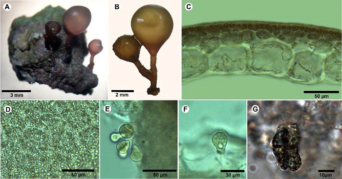 A-G. Botryocladia cf. bermudana C.W. Schneider & C.E. Lane. A. habit of specimen on rock; B. small plants with one or two spherical to subspherical vesicles on short stipes; C. cross-sections of vesicle walls; D. outer cortex of vesicle wall in surface view; E. gland cells; F. pyriform gland cell; G. cruciate tetrasporangia.