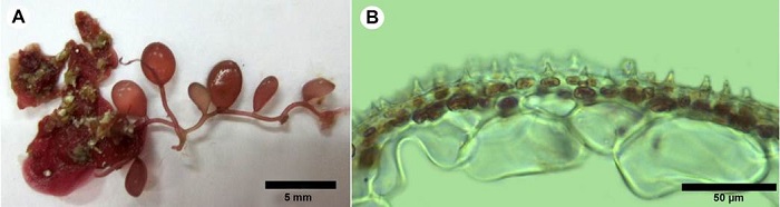A-B. Botryocladia spinulifera W.R. Taylor & I.A. Abbott. A. habit; B. cross-section of vesicle walls showing continuous cell arrangement with spiny projections form the cortical matrix.