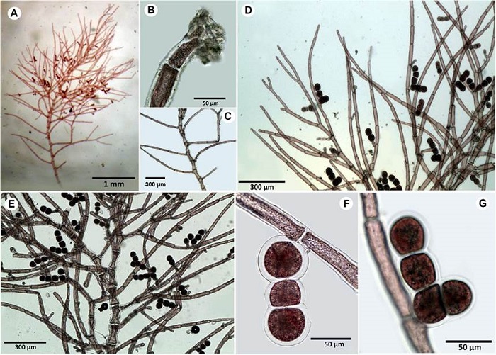 A-G. Seirospora occidentalis B&oslash;rgesen. A. habit of a portion of the thallus; B. ecorticated rhizoidal holdfast; C. detail of the main axis; D. apex branchlets gradually reducing in size; E. seirosporangia scattered throughout the upper branches. F. seirosporangia forming simple chain; G. seirosporangia forming branched chains.