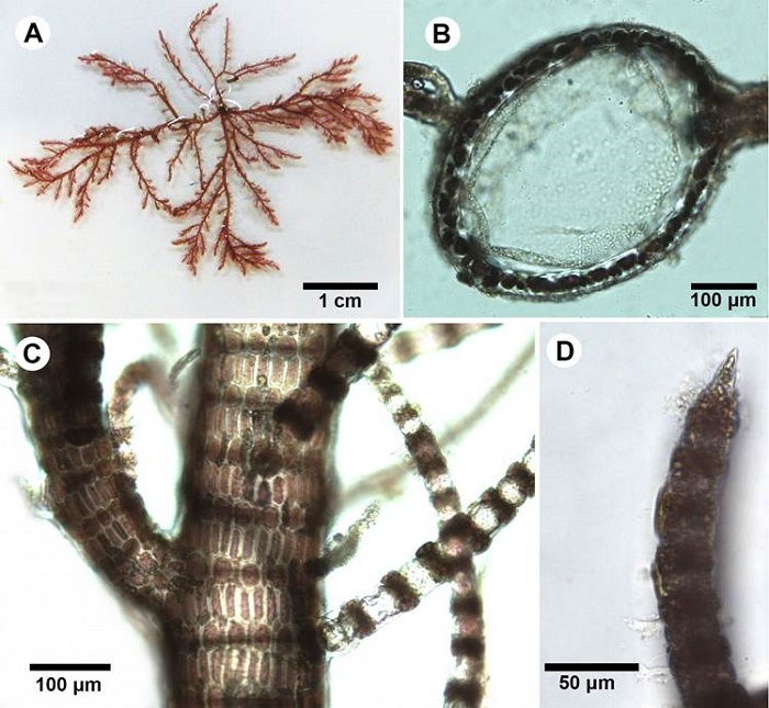 A-D. Spyridia aculeata subsp. complanata (J. Agardh) Hommersand. A. habit; B. cross section of main axis showing the large axial cell (center) surrounded by small cortical cells; C. main axis with branchlets radially arranged. D; pointed branchlet apex.