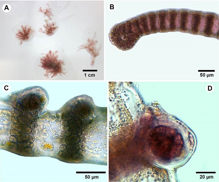 A-D. Ceramium brevizonatum var. caraibicum H.E. Petersen & B&oslash;rgesen. A. habit; B. branch tip showing incurved apices; C. segments and nodes arrangement; D. tetrasporangia in lateral series at joints.
