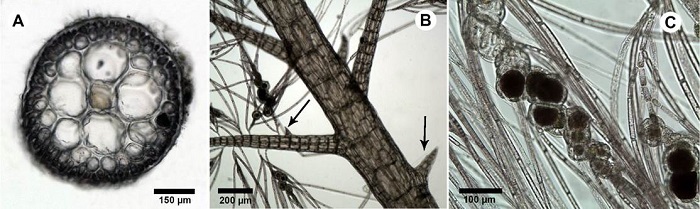 A-D. Wrightiella tumanowiczii (Gatty ex Harvey) F. Schmitz. A. cross section of main axis showing four pericentral cells and thick cortication; B. main axis with spines (arrow) and spirally disposed monoosiphonous filaments; C. tetrasporangia spirally disposed.