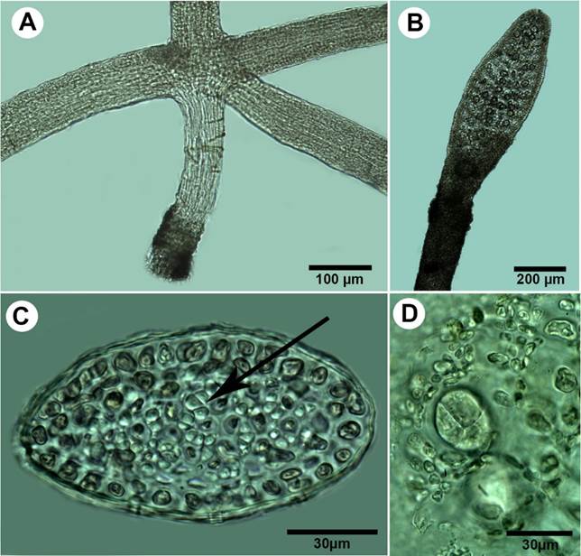 A-D. Pterocladiella bartlettii (W.R. Taylor) Santelices. A. cylindrical stolon with peg-like rhizoidal holdfast; B. branch with tetrasporangial stichidia; C. transverse section of erect axes showing cortical cells and rhizines (arrows) restricted to the central medulla; D. transverse section of cruciate tetrasporangial sorus.