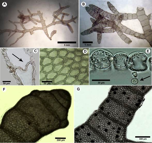 A-G. Champia taironensis Bula-Meyer. A. habit of specimen showing the holdfast and main axis; B. branching habits with anastomosed pair; C. longitudinal section showing single-layered septa between nodes (arrow); D. superficial view of cortical cells, E. longitudinal section showing gland cell (arrow); F. branch arising from the septum; G. axial segments with tetrasporangia.