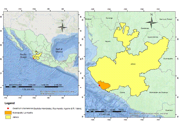 Type locality of Geastrum chamelense Bautista-Hern&aacute;ndez, Raymundo, Aguirre & R. Valenz. in the Chamela Biological Station, Chamela, Jalisco, Mexico.