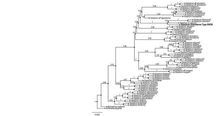 Bayesian inference phylogram of ITS, LSU, rpb1, atp6 sequences. The new species Geastrum chamelense Bautista-Hern&aacute;ndez, Raymundo, Aguirre & R. Valenz. is shown in bold.