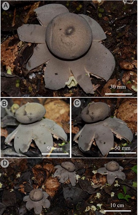 Geastrum chamelense Bautista-Hern&aacute;ndez, Raymundo, Aguirre & R. Valenz. A. endoperidium showing the peristome; B-C. basidiomata showing the expanded exoperidium; D. basidiomata in the field.
