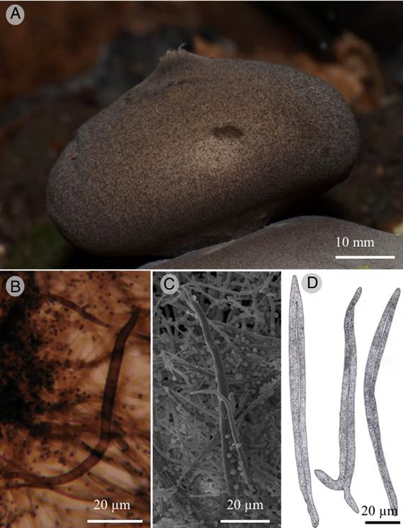 Geastrum chamelense Bautista-Hern&aacute;ndez, Raymundo, Aguirre & R. Valenz. A. endoperidial body, the blackish appearance is due to the presence of setae; B. setae (MO); C. setae (SEM); D. setae (drawing).