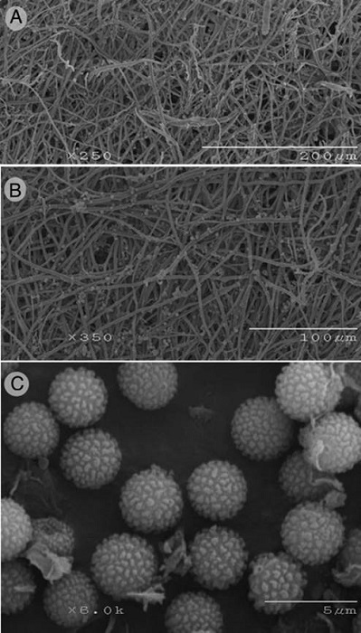 Geastrum chamelense Bautista-Hern&aacute;ndez, Raymundo, Aguirre & R. Valenz. A. endoperidium surface showing the setae (SEM); B. capillitium (SEM); C. basidiospores (SEM).