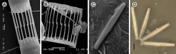 Diatom taxa that produce blooms in Acapulco, Guerrero, Mexico. A. Skeletonema pseudocostatum Medlin, Scanning Electron Microscopy (SEM); B. S. tropicum Cleve (SEM). C-D. Thalassionema nitzschioides (Grunow) Mereschk. (SEM), Light microscopy. Scales: A=2 µm; B, C-D=5 µm.