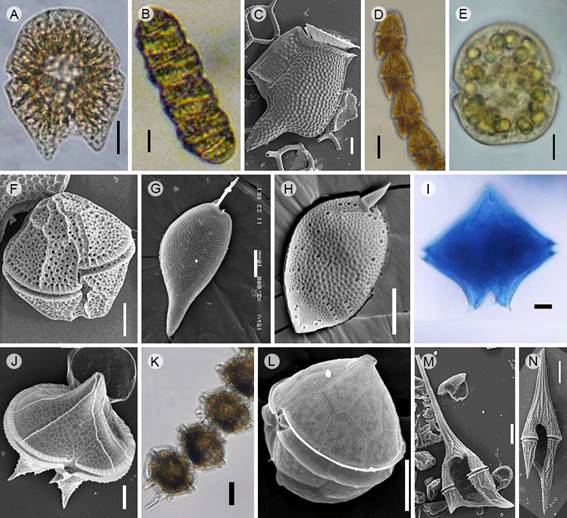 Dinoflagellate taxa that produce blooms in Acapulco, Guerrero, Mexico. A. Akashiwo sanguinea (Hirasaka) G. Hansen & Moestrup, Light microscopy (LM); B. Margalefidinium polykrikoides (Margalef) F. Gómez, Richlen & D.M. Anderson (= Cochlodinium polykrikoides Margalef) (LM); C. Dinophysys caudata Kent, Scanning Electron Microscopy (SEM); D. Gymnodinium catenatum Graham (LM); E. Karenia longicanalis Yang, Hodgkiss & G. Hansen (LM); F. Lingulodinium polyedra (F. Stein) J.D. Dodge (SEM); G. Prorocentrum gracile F.Schütt (SEM); H. P. koreanum M.S. Han, S.Y. Cho & P. Wang (SEM); I. Protoperidinium crassipes (Kof.) Balech (LM); J. P. divergens (Ehrenb.) Balech (SEM); K. Pyrodinium bahamense var. compressum (Böhm) Steid., Tester & F.J.R.Taylor (LM); L. Scrippsiella acuminata (Ehrenb.) Kretschmann, Elbr., Zinssm., Soehner, Kirsch, Kusber & Gottschling (SEM); M. Tripos balechii f. balechii (Meave, Okolodkov & Zamudio) F. Gómez (SEM); N. T. furca (Ehrenb.) F. Gómez (SEM). Scales: A, B, D, K, M=20 µm; C, E-J, L=10 µm; N=50 µm.