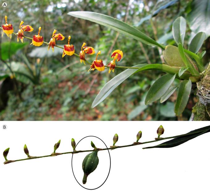 Oncidium poikilostalix (Kraenzl.) M.W. Chase & N.H. Williams (Orchidaceae), A. adult individual growing in a traditional shaded coffee plantation in the region of Soconusco, Chiapas, Mexico; B. flower spike with repeated flowering, a fruit, product of the first flowering, is observed.