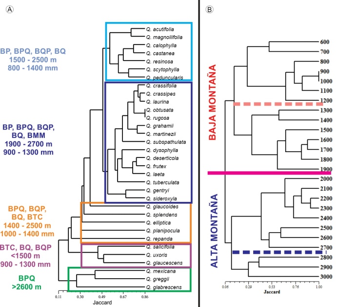 A. Identificación de cinco grupos definidos con base en la similitud ambiental en la que se registra cada especie de Quercus en Michoacán. B. Identificación de los principales intervalos altitudinales en que se distribuyen los encinos con base en las especies compartidas entre cada cota altitudinal. Las siglas de los tipos de vegetación corresponden a BA: bosque de Abies, BP: bosque de Pinus, BPQ: bosque de Pinus-Quercus, BQP: bosque de Quercus-Pinus, BQ: bosque de Quercus, BMM: bosque mesófilo de montaña, BTC: bosque tropical caducifolio, BTSC: bosque tropical subcaducifolio.