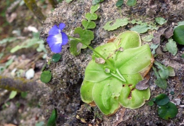 Individuo de Pinguicula jackii Barnh. subsp. jackii, provincia Cienfuegos, Cuba. Fotografía: Leosveli Vasallo Rodríguez.