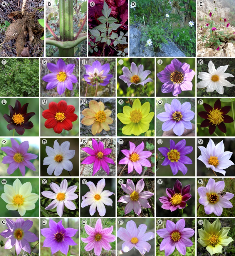 Diversidad de Dahlia Cav. en México. A. D. australis (Sherff) P.D. Sørensen, raíces tuberosas; B. D. campanulata Saar, P.D. Sørensen & Hjert., tallo lignificado; C. D. pugana Aarón Rodr. & Art. Castro, hojas pinnadas; D. D. dissecta S. Watson, hábito de crecimiento rupícola; E. D. hintonii Sherff, porte herbáceo; F. D. tenuicaulis P.D. Sørensen, hábito de crecimiento arbustivo; G. D. australis P.D. Sørensen, flores liguladas y tubulares; H. D. australis P.D. Sørensen, brácteas del involucro; I. D. barkerae Knowles & Westc.; J. D. brevis P.D. Sørensen; K. D. campanulata Saar, P.D. Sørensen & Hjert.; L-Ñ. D. coccinea Cav.; O. D. congestifolia P.D. Sørensen; P. D. cordifolia (Sessé & Moc.) McVaugh; Q. D. cuspidata Saar, P.D. Sørensen & Hjert.; R. D. dissecta S. Watson; S. D. hintonii Sherff; T. D. imperialis Roezl ex Ortgies; U. D. linearis Sherff; V. D. merckii Lehm.; W. D. mollis P.D. Sørensen; X. D. neglecta Saar; Y. D. parvibracteata Saar & P.D. Sørensen; Z. D. pugana Aarón Rodr. & Art. Castro; A’. D. rudis P.D. Sørensen; B’. D. scapigera Knowles & Westc.; C’. D. scapigeroides Sherff; D’. D. sherffii P.D. Sørensen; E’. D. sorensenii H.V. Hansen & Hjert.; F’. D. spectabilis Saar & P.D. Sørensen; G’. D. tenuicaulis P.D. Sørensen; H’. D. tenuis B.L. Rob. & Greenm. Fotografías: Aarón Rodríguez (A6509, B6495, D6412, F5981, G-H6506, I5838, J5869, K6495, L-M6435, N5293, Ñ5144, O6474, P5224, Q6400, R7186, T6929, U6817, V6017, W6402, X6466, Z6850, A’6378, C’6352, D’6029, E’5273, G’4680, H’5254), Arturo Castro (E3078, S3078, Y3266, B’3274, F’3972), Marco Carrasco (C13).