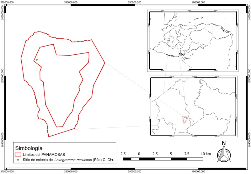 Distribución geográfica de Loxogramme mexicana (Fée) C. Chr. en el Parque Nacional Montaña de Santa Bárbara (PANAMOSAB), Santa Bárbara, Honduras.