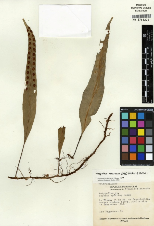 Pleopeltis mexicana (Fée) Mickel & Beitel, L. Figueroa 74 (MO), muestra erróneamente identificada como Loxogramme mexicana (Fée) C. Chr.